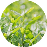 茶